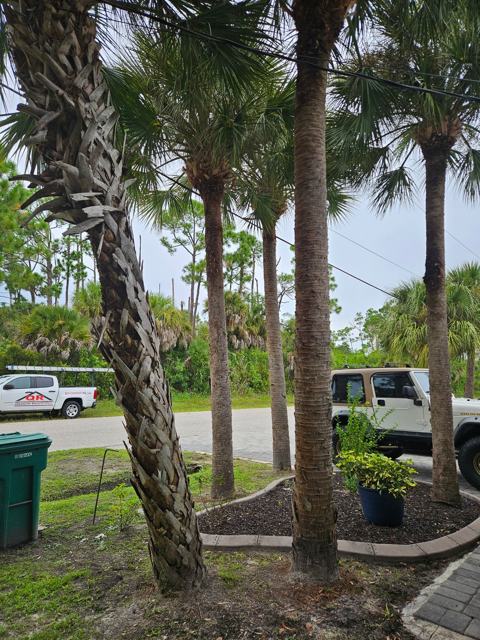 Palm trunk trimming